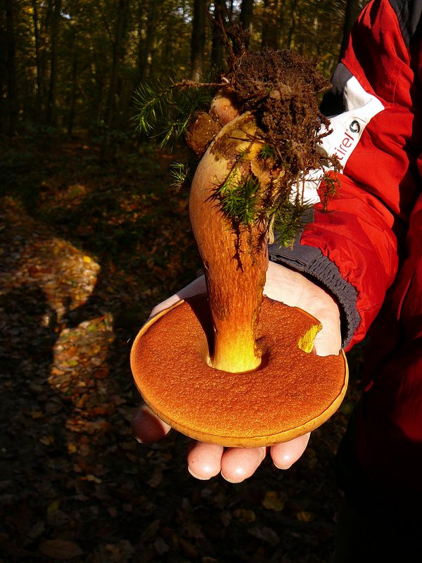 Boletus erythropus Bolet à pied rouge 003